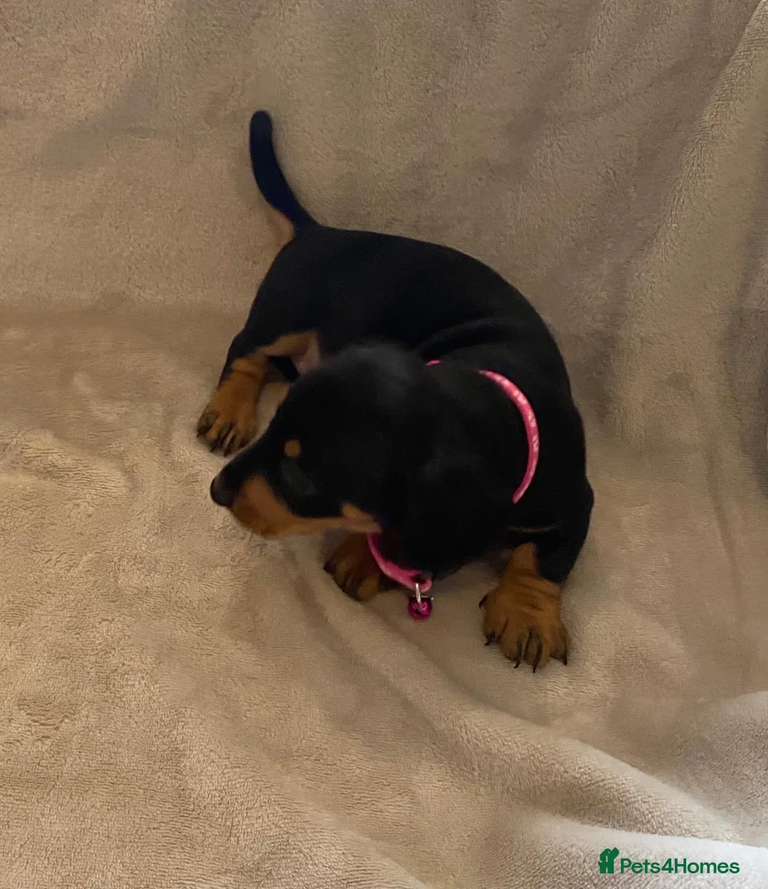 Dachshund dogs for sale: 7 beautiful puppy’s looking for a forever home.  - Advert 2
