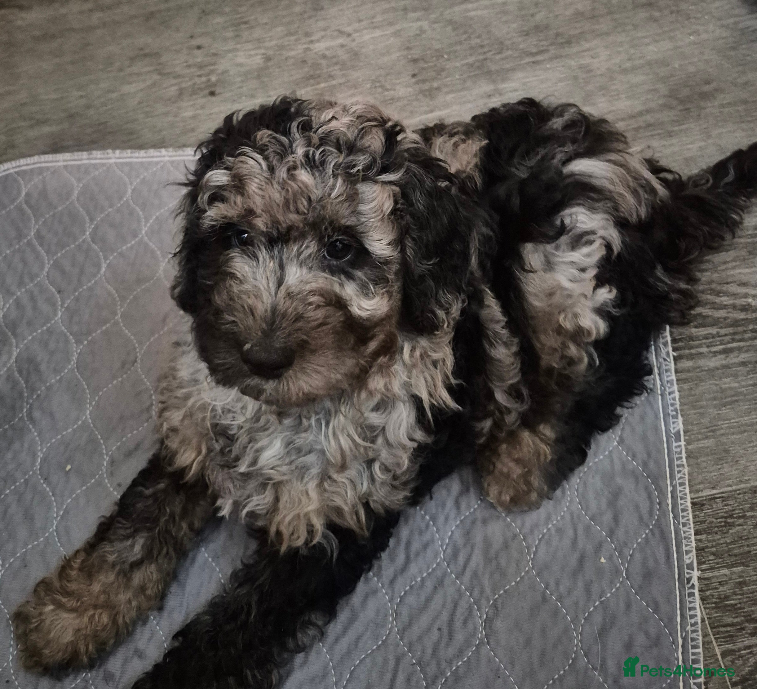 Cockapoo dogs F1b mini cockapoos 2 remaining - Advert 7