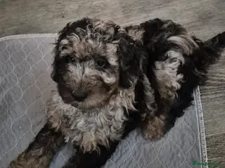 Cockapoo dogs F1b mini cockapoos 2 remaining - Advert 3