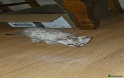 Bengal cats for sale: Full bred snow bengal kittens  - Image 6