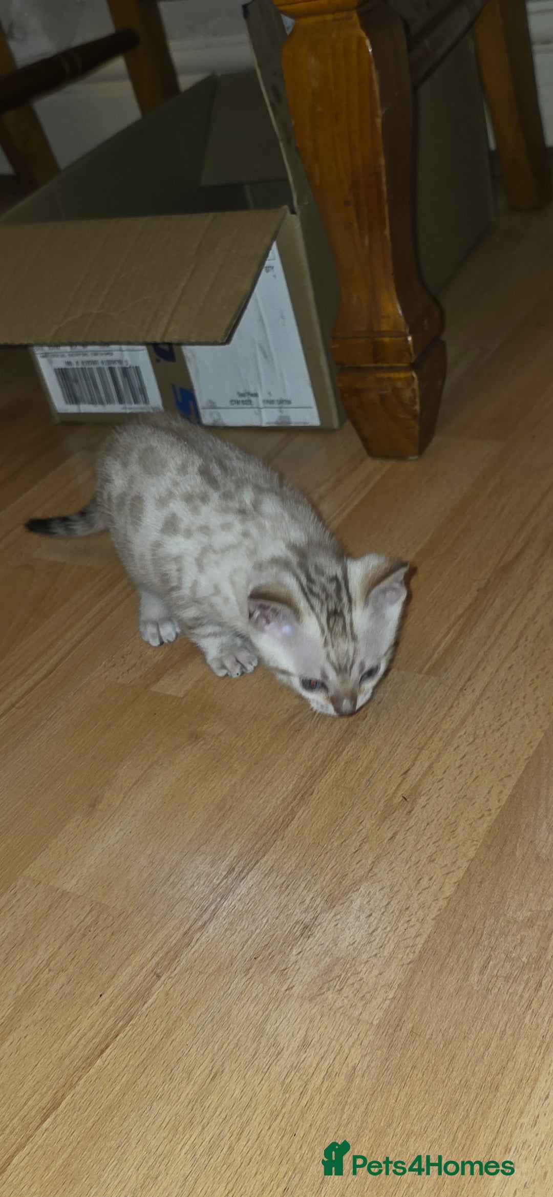 Bengal cats for sale: Full bred snow bengal kittens  - Image 6