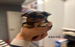 Yorkshire Terrier dogs for sale: Mini Yorkshire Terries  - Image 6