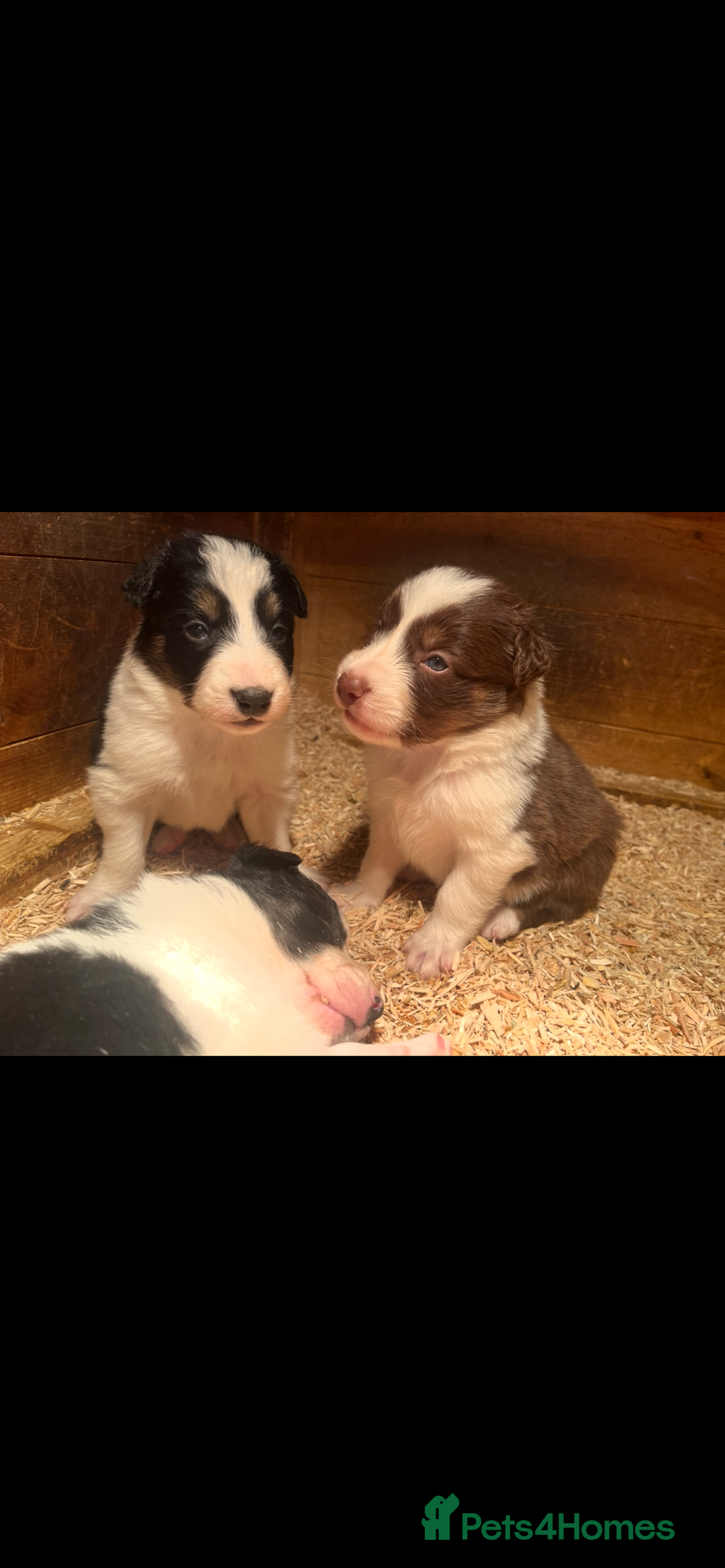 Border Collie dogs for sale: Border collie pups - Advert 5