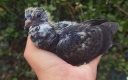 Pigeons birds for sale: Pigeons [Semi Hand-Raised] - Fancy & Racing Breeds - Advert 21