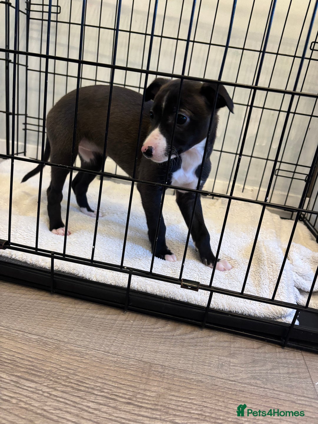 Whippet dogs for sale: KC Whippet Pups for sale - last girl available  - Advert 4