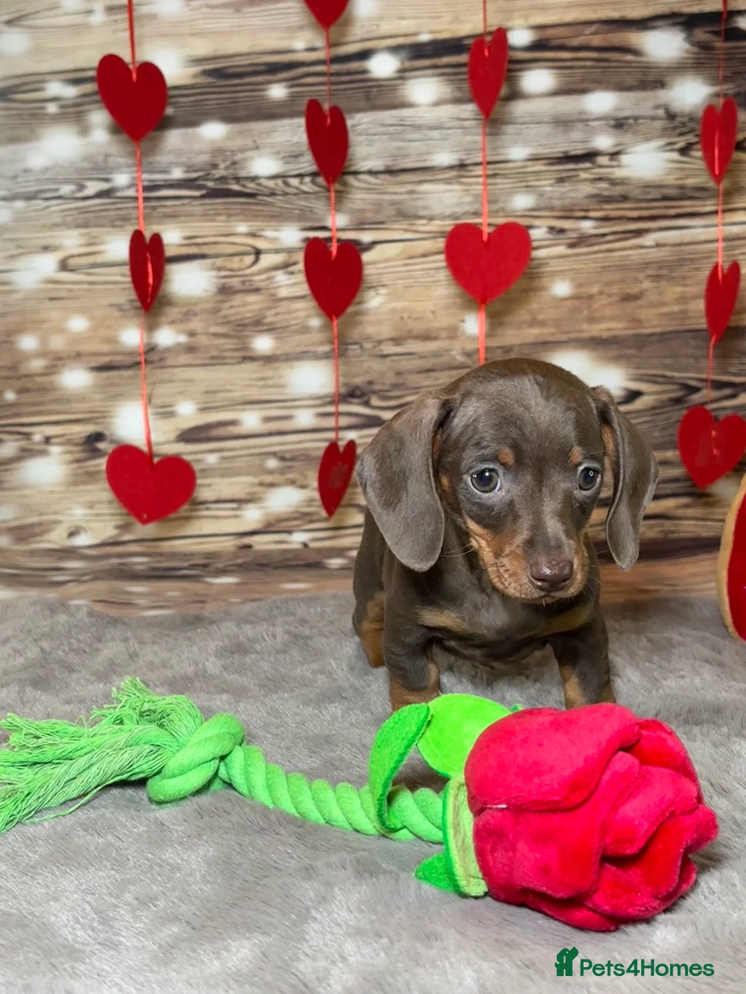 Miniature Dachshund dogs for sale: Outstanding tiny smooth coat dachshund  - Advert 4