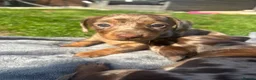 Dachshund dogs for sale: Beautiful dachshunds looking for forever home - Advert 4