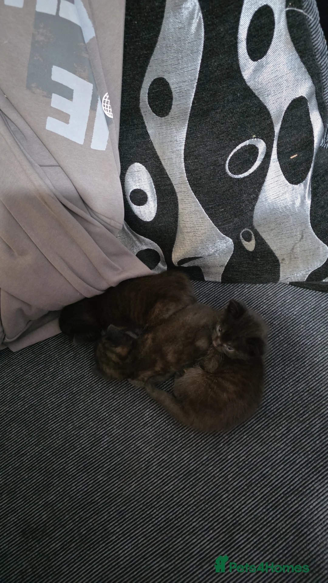 British Longhair cats for sale: Kittens  - Advert 2