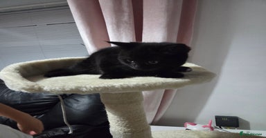 Mixed Breed cats - Advert 4