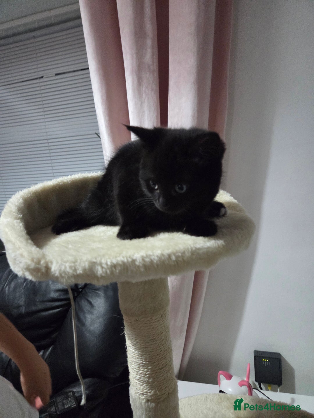 Mixed Breed cats for sale: Sweet cats search new house  - Image 3