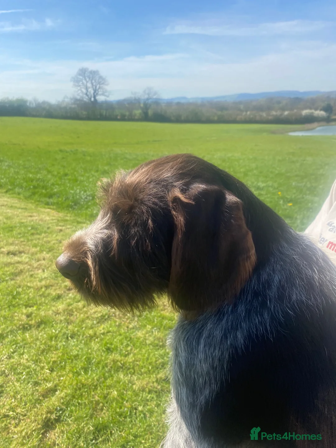 German Wirehaired Pointer dogs for sale: GWP STUNNING MALE PUPPY - Advert 2