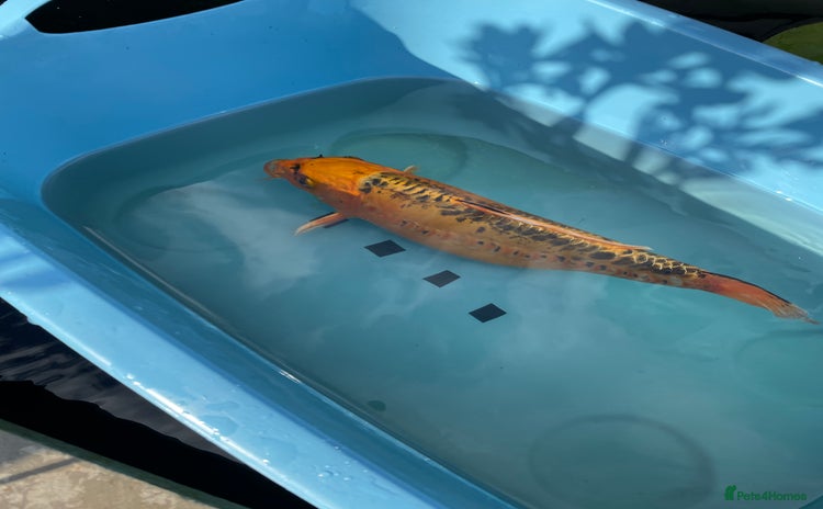 Koi Carp fish - Advert 1
