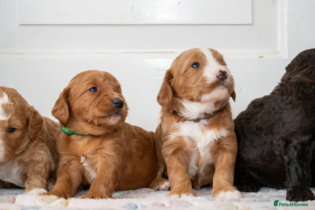 Goldendoodle dogs for sale: F1b Miniature Goldendoodle Waiting List - Advert 5