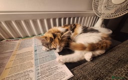 Mixed Breed cats for sale: Stunning long haired Calico girl - Image 5