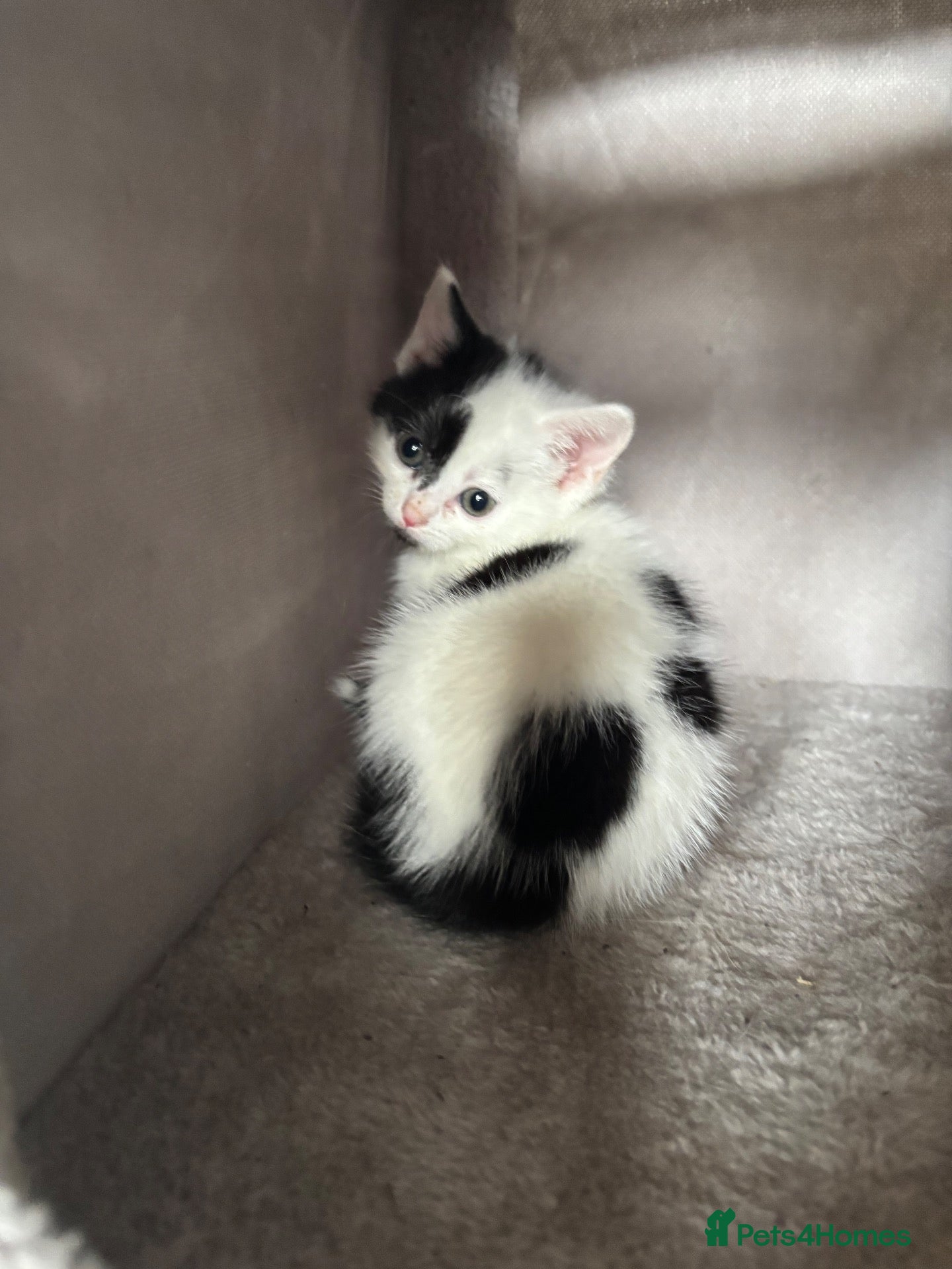 Mixed Breed cats 2 beautiful fluffy kittens  - Advert 13
