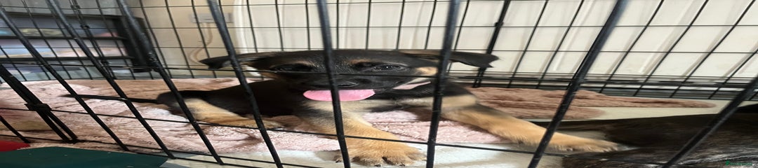 Mixed Breed Puppy 2