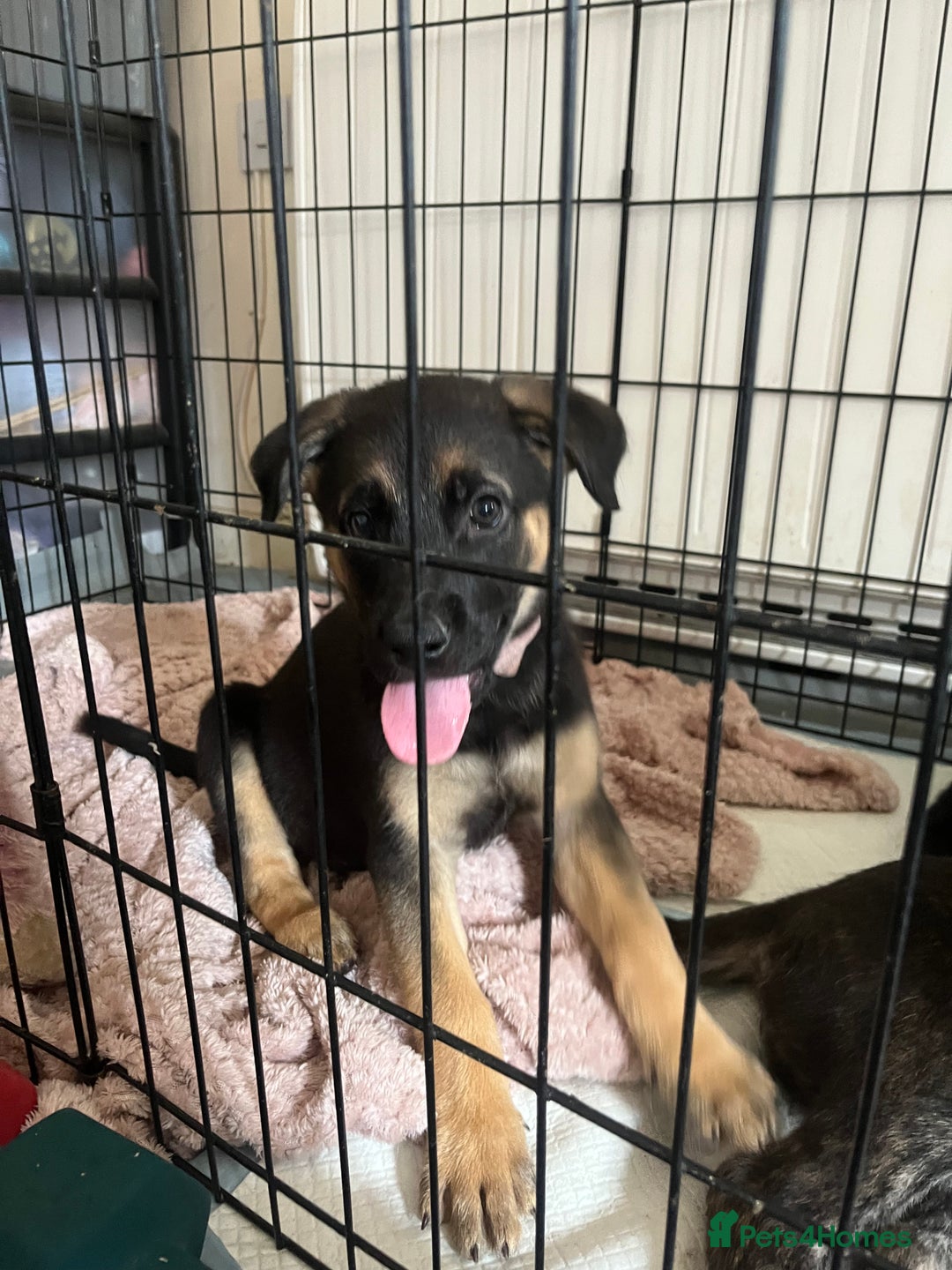Mixed Breed dogs for sale: German Shepherd/Golden Retriever/Staffy - Image 3