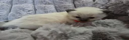 Ragdoll cats for sale: 4 Beautiful Ragdoll kittens, 2 Seal, 2 Lilac - Advert 6