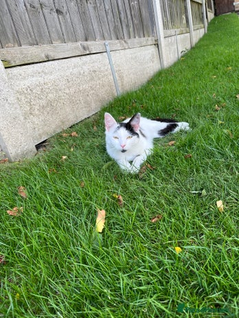 Domestic Shorthair cats - Advert 2