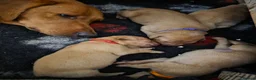 Labrador Retriever dogs for sale: Stunning Chunky KC Registered Red Labrador Puppies - Advert 9