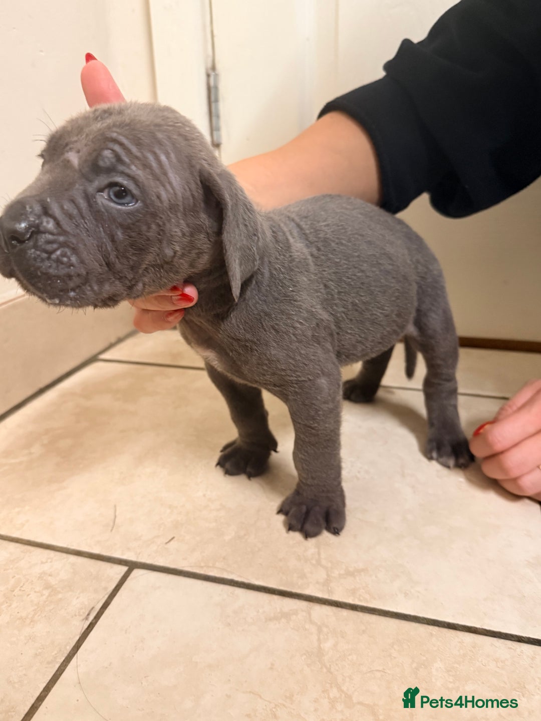 Cane Corso dogs for sale: Beautiful Cane Corso puppies available - Advert 20
