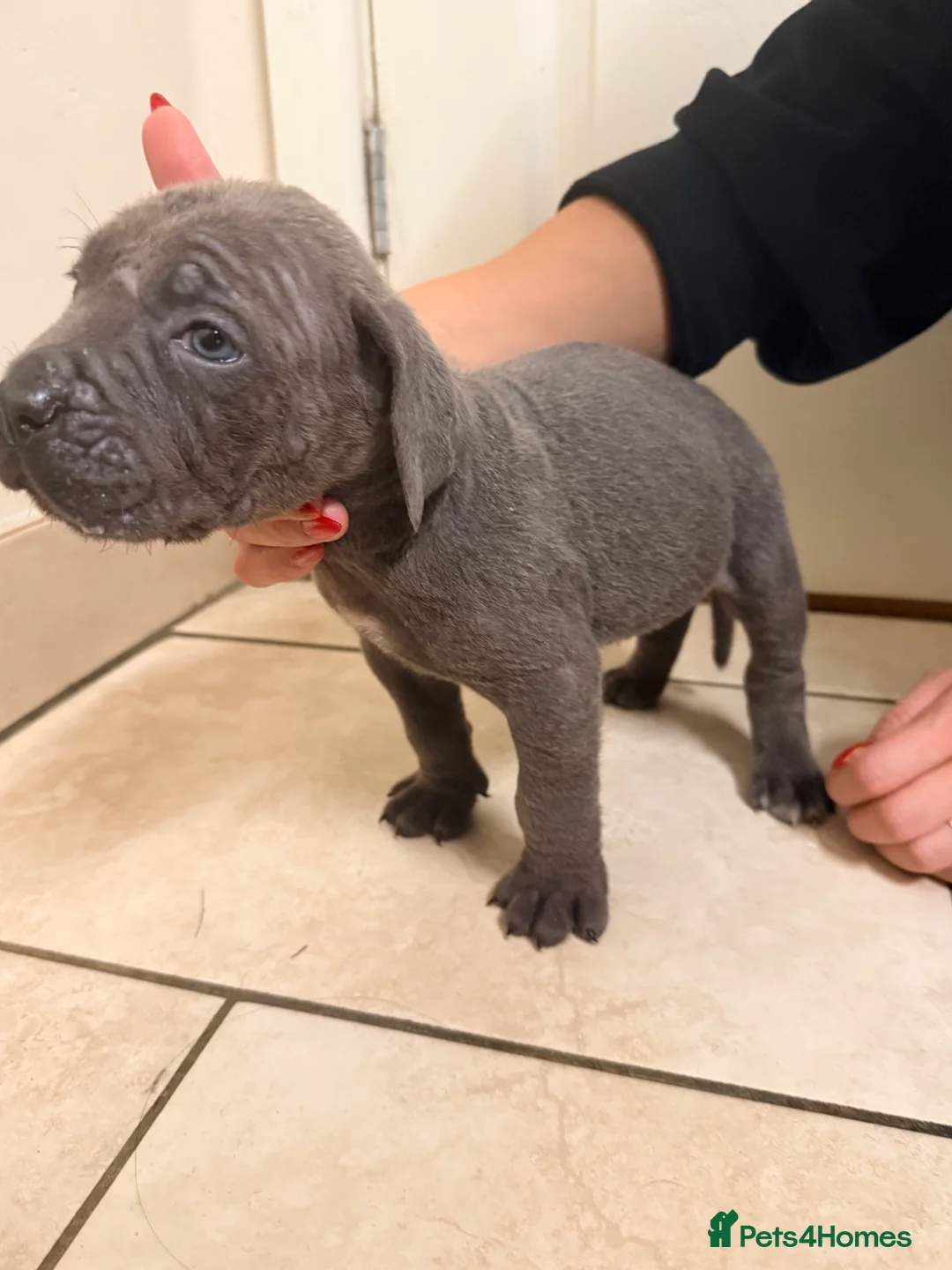 Cane Corso dogs for sale: Beautiful Cane Corso puppies available - Advert 37