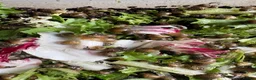 Snails invertebrates for sale: African snail babies  - Advert 3