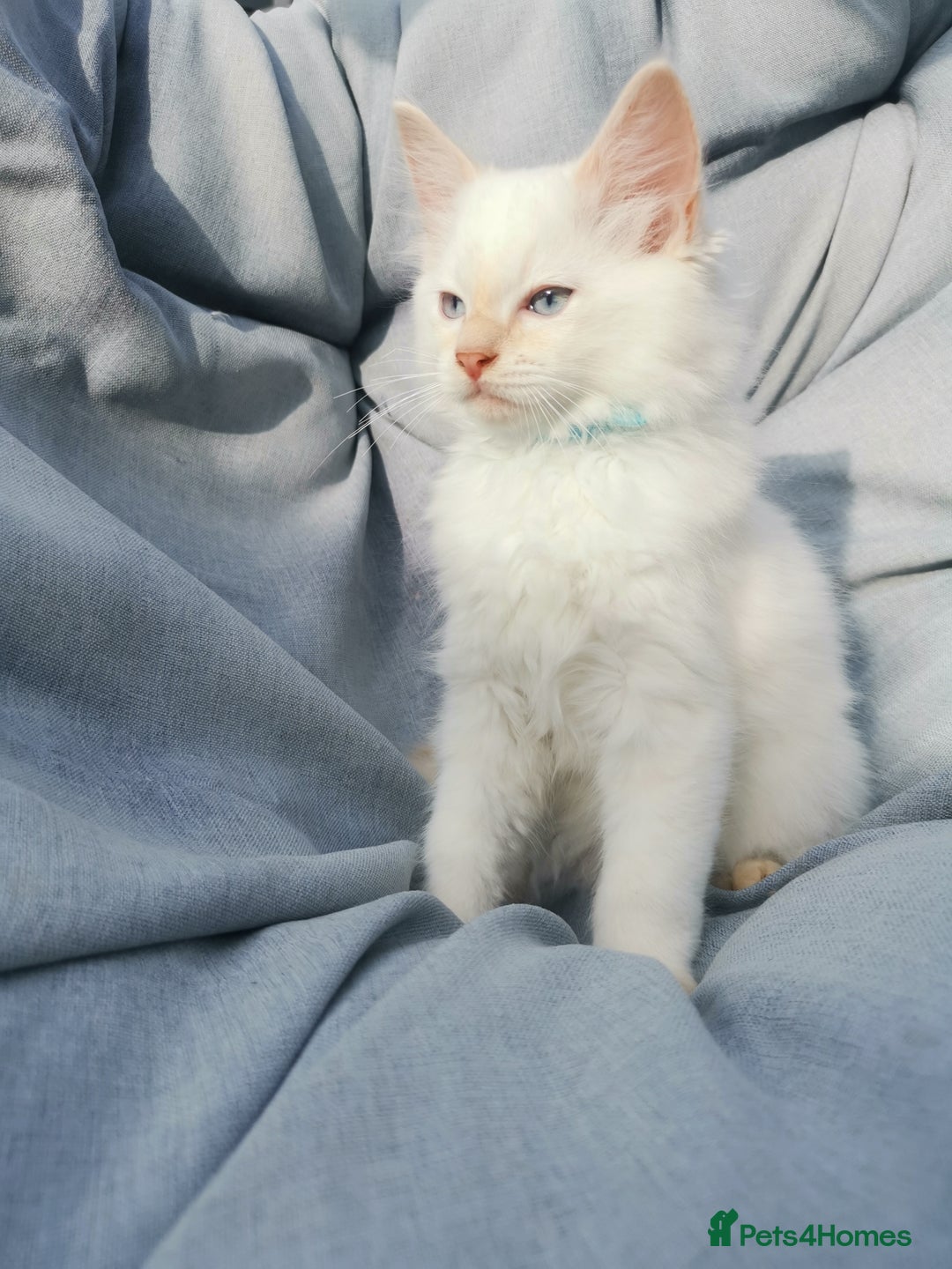 Ragdoll cats for sale: 2 left Pure Health tested huge ragdoll kittens  - Image 18