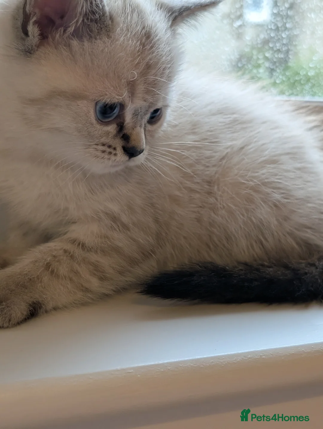 British Shorthair cats for sale: British Shorthair Kittens – Ready to Go Now in Renfrew - Advert 2