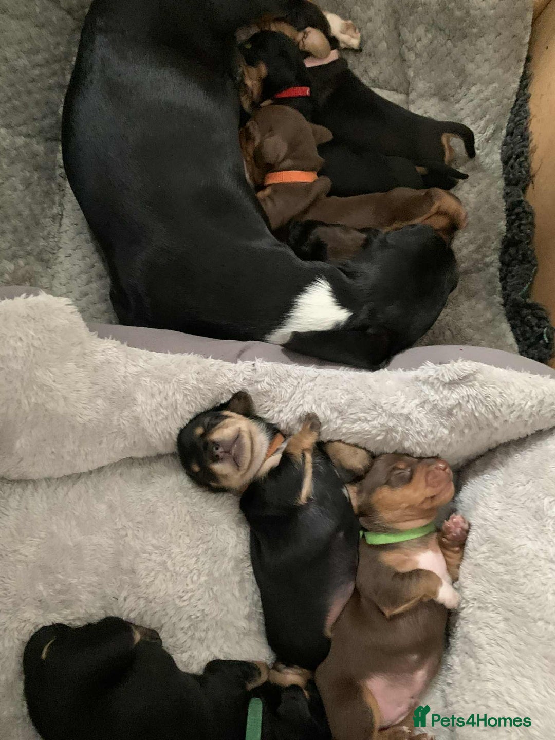 Miniature Dachshund dogs for sale: Miniature Dachshund's   - Advert 9