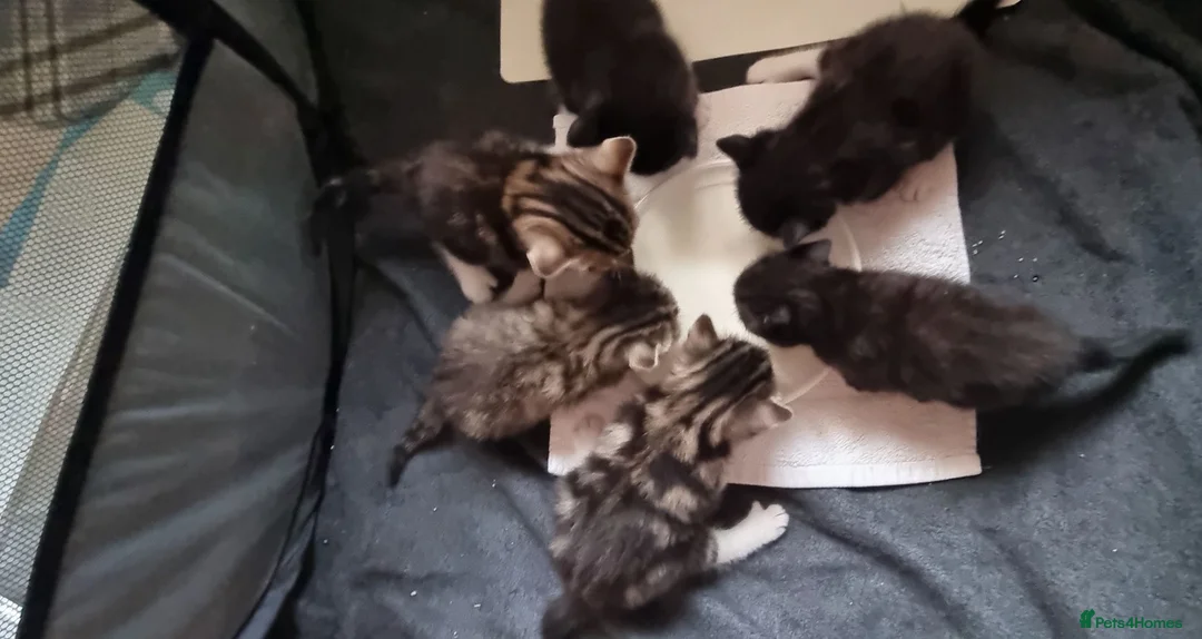 Mixed Breed cats for sale: Beautiful bread Sokoke × Turkish Van Kittens❤️ - Advert 2