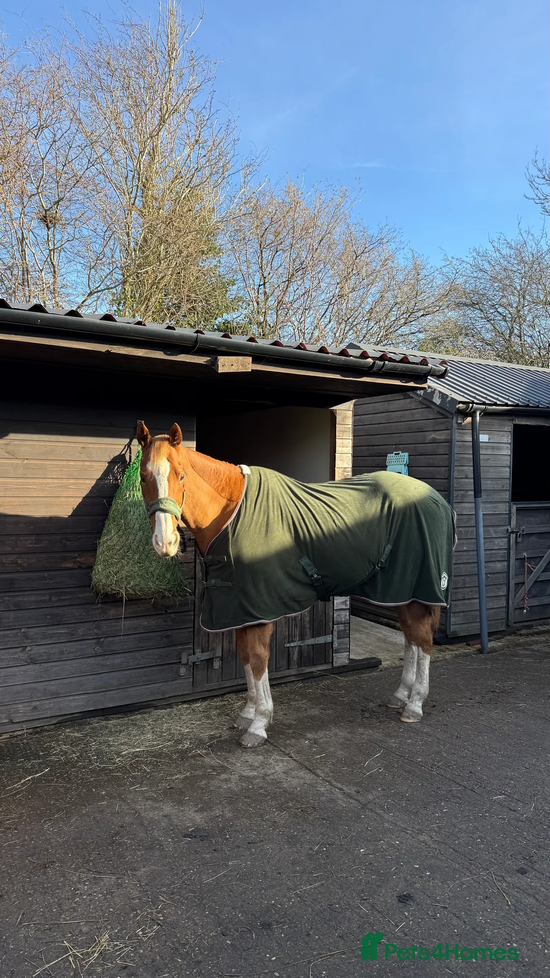 English Thoroughbred horses for sale: 15.3 tb gelding   - Advert 1