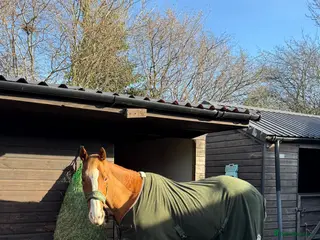 English Thoroughbred horses 15.3 tb gelding - Advert 1