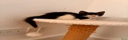 Mixed Breed cats for sale: Lovely playful kittens  - Advert 15