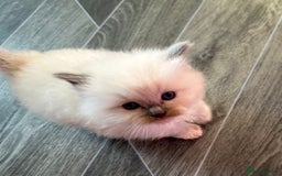 Ragdoll cats for sale: Pedigree Ragdoll babies - Advert 1