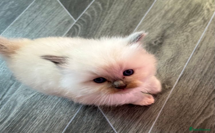 Ragdoll cats Pedigree Ragdoll babies - Advert 8