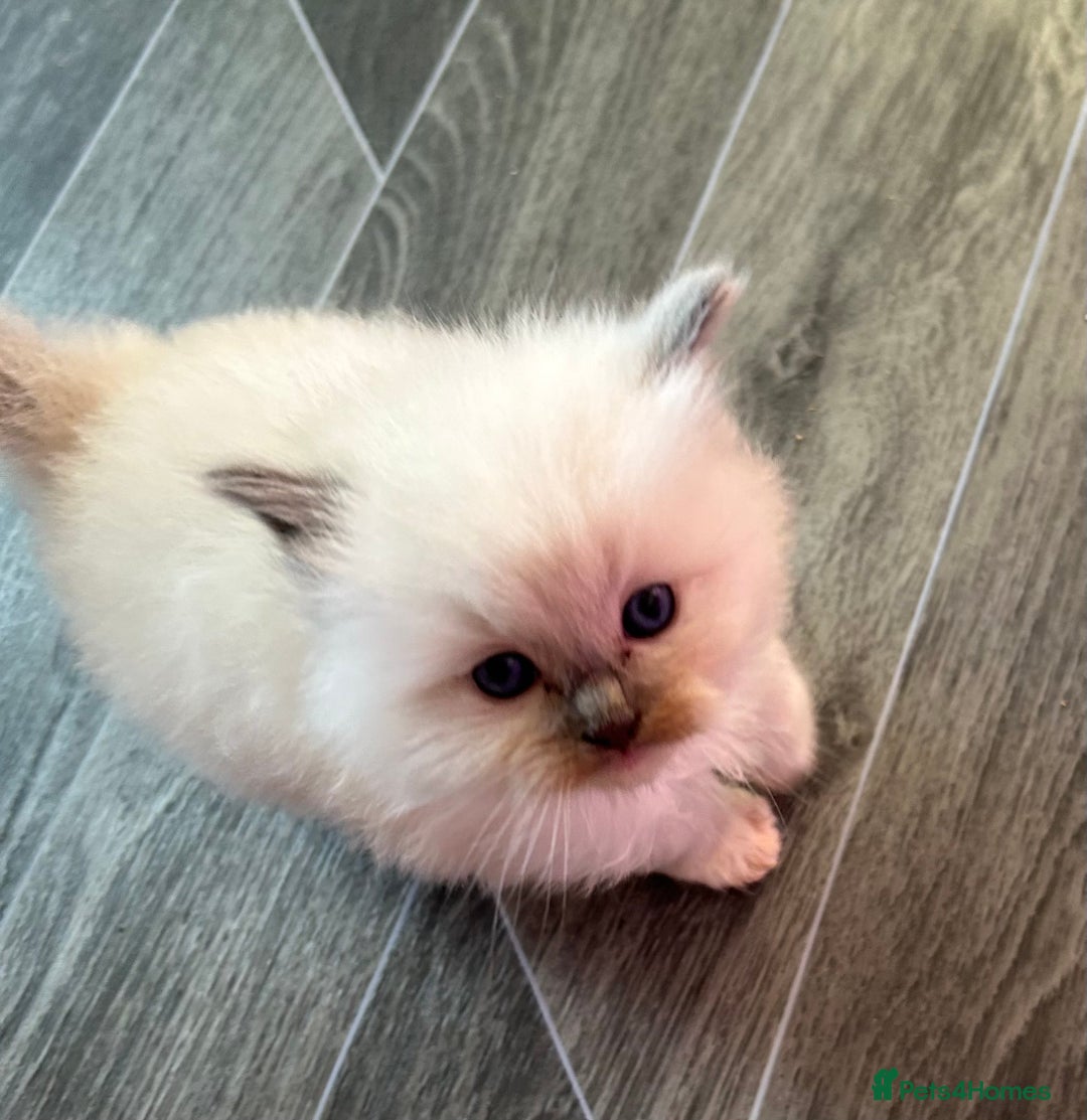 Ragdoll cats for sale: Pedigree Ragdoll babies - Advert 1