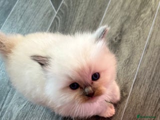 Ragdoll cats Pedigree Ragdoll babies - Advert 6