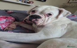 Boxer dogs for sale: Lovely boxer - Image 4