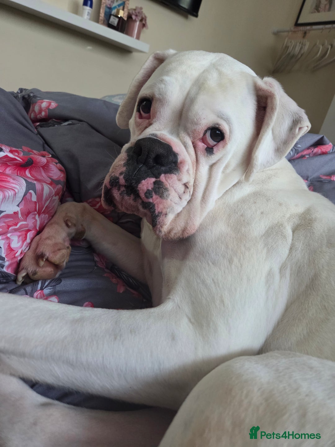 Boxer dogs for sale: Lovely boxer - Image 4