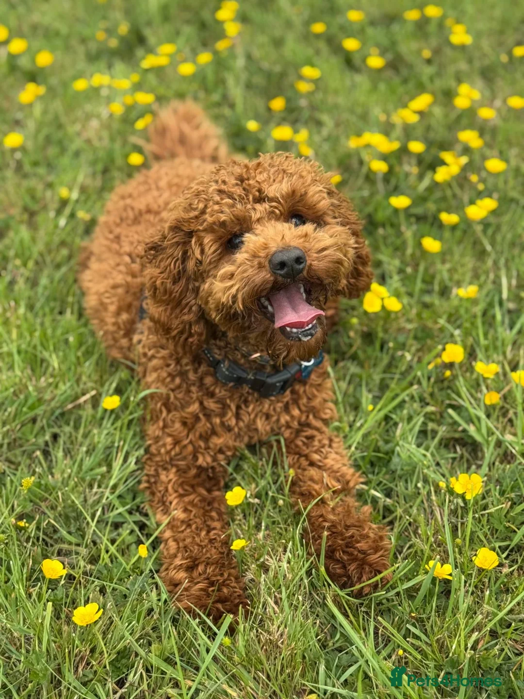 Cavapoo dogs for stud: Otis the red Cavapoo in Coventry - Advert 7