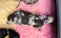 Mixed Breed dogs for sale: Goldendoodle/Australian double doodles  - Image 13