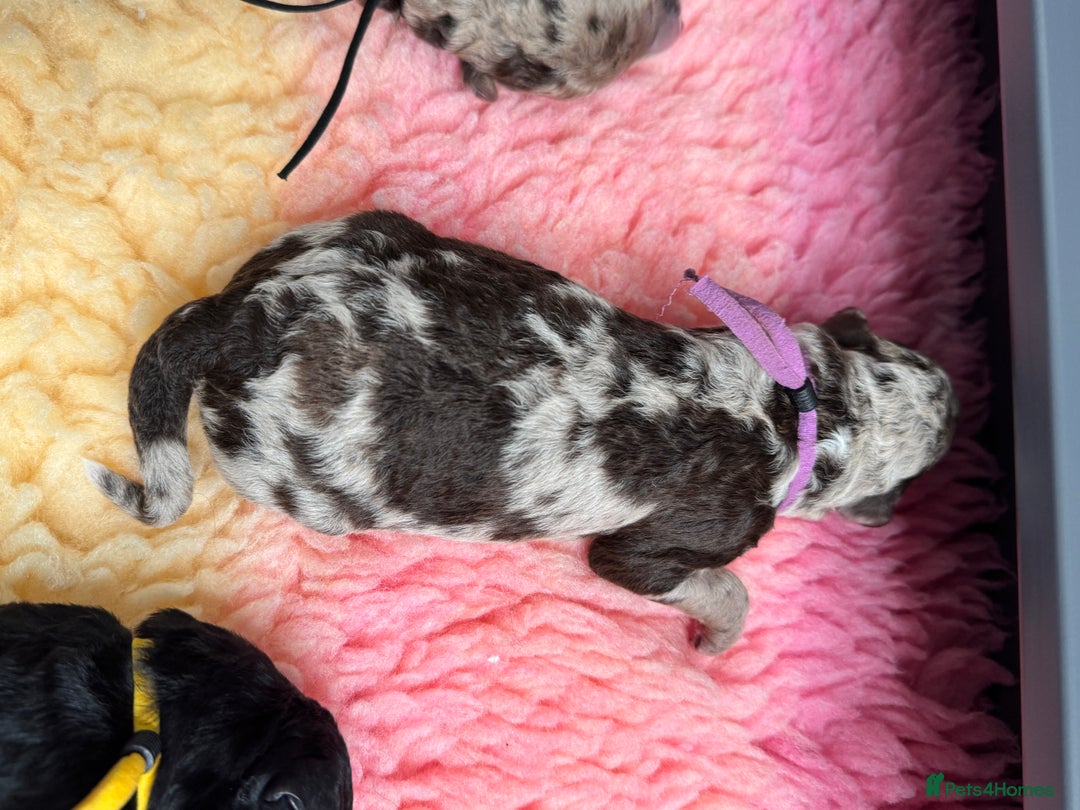 Mixed Breed dogs for sale: Goldendoodle/Australian double doodles  - Image 13