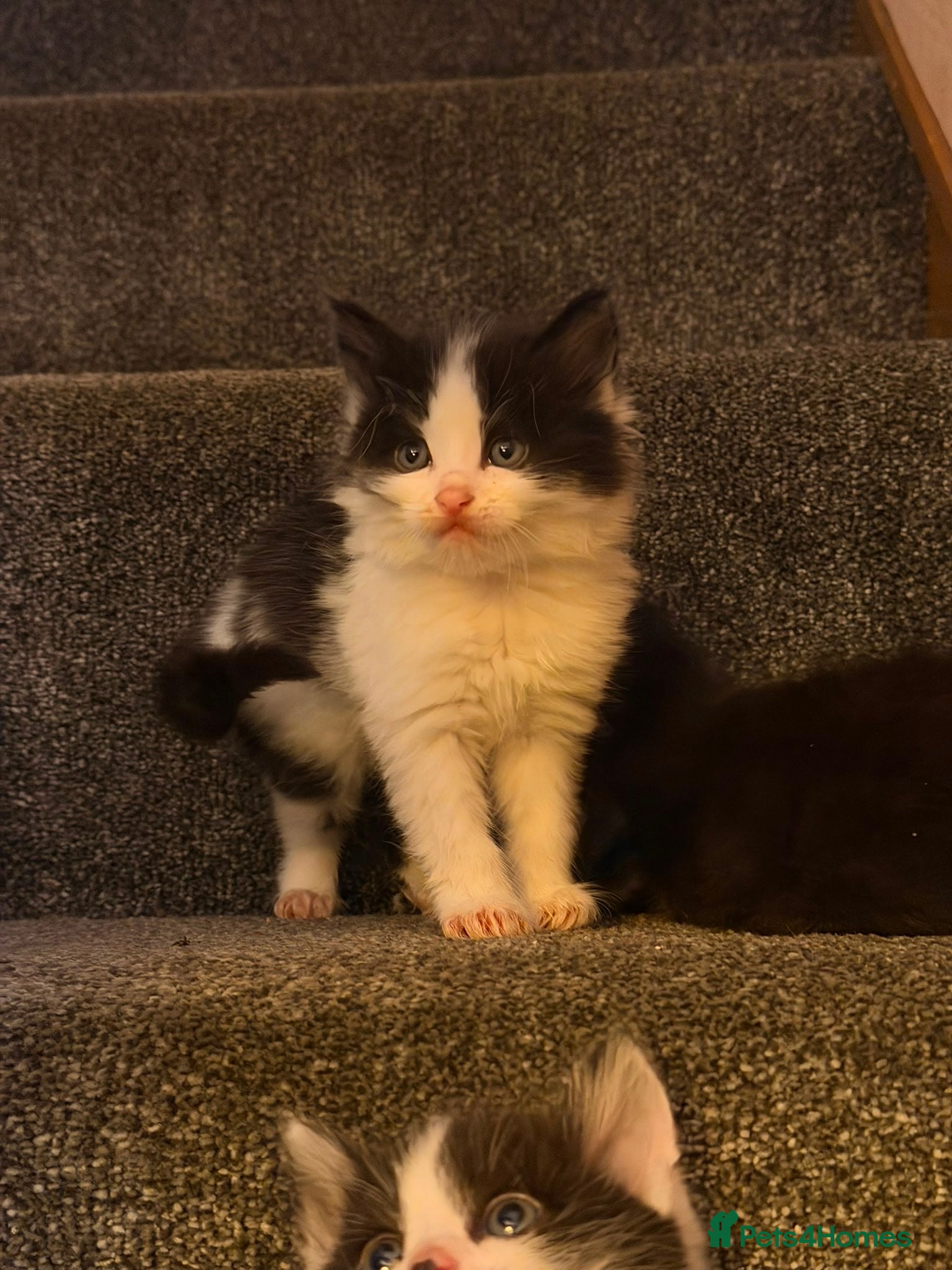 Mixed Breed Kitten 3