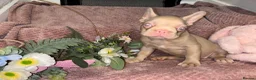 French Bulldog dogs for sale: final reduction Ready for new Sofa ❤️ and walkies - Advert 16