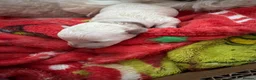 Toy Poodle dogs for sale: Beautiful toy poodle puppies! Edinburgh  - Advert 3