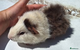 Guinea Pig rodents for sale: Beautiful Guinea Pigs For Sale (as the pair) in Nuneaton - Image 6