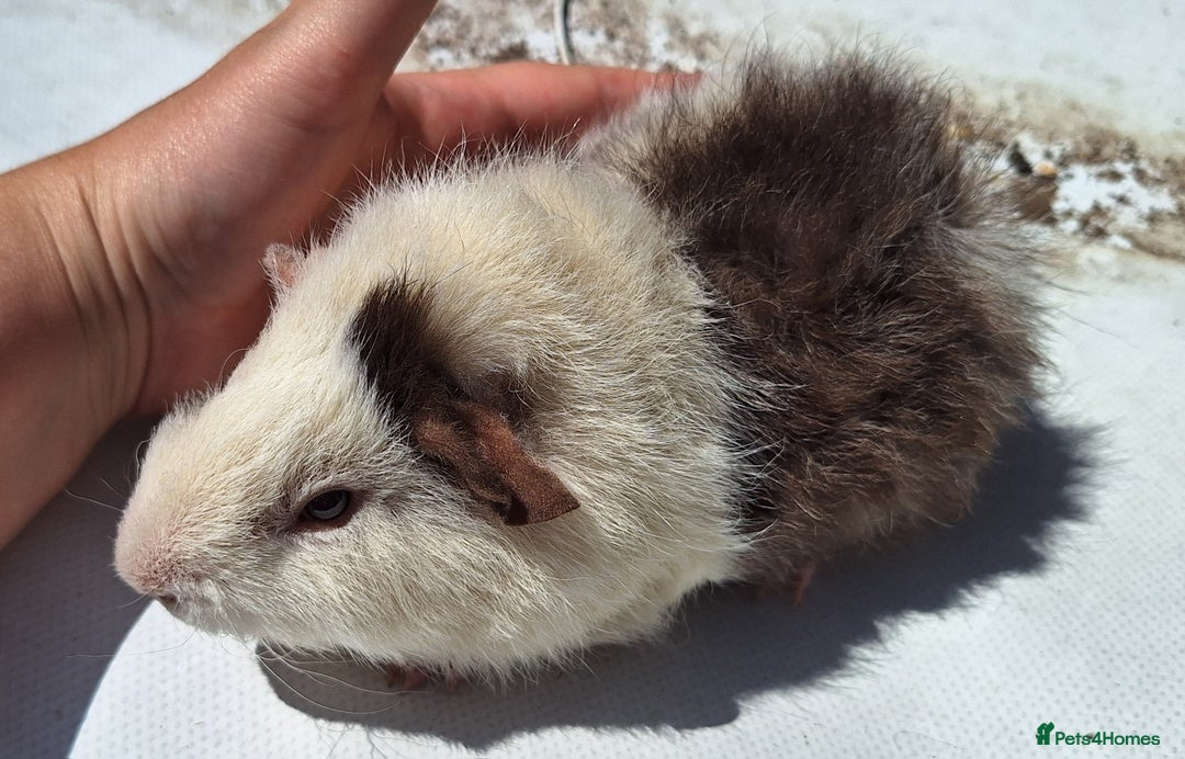 Guinea Pig rodents for sale: Beautiful Guinea Pigs For Sale (as the pair) in Nuneaton - Image 6