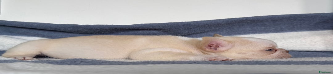 Platinum husky