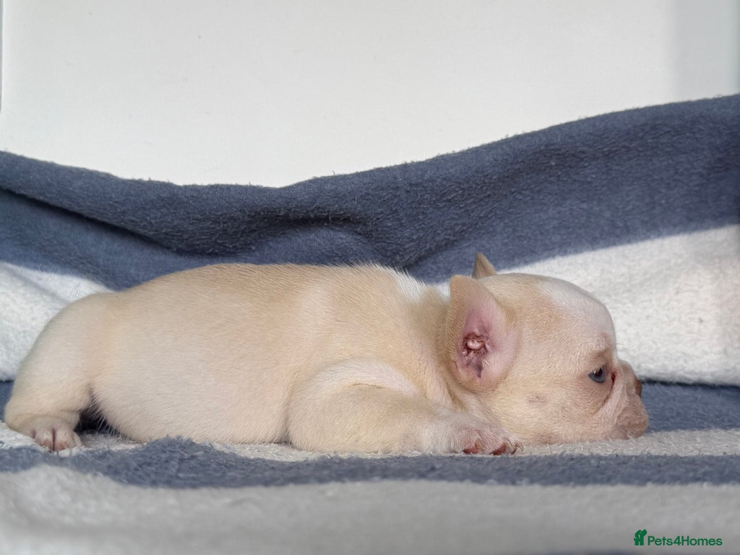 French Bulldog dogs for sale: Hikema X Cheeko (French bulldogs) - Image 12